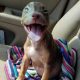 Cachorro sorrindo em banco de carro