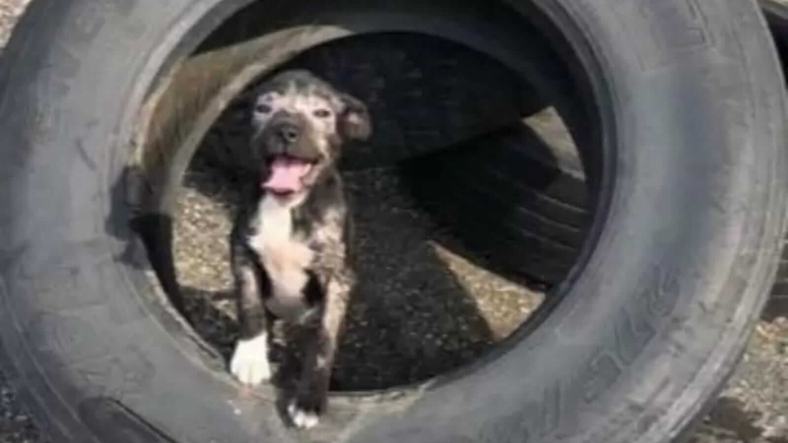 Cachorro dentro de pneu