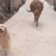 Cachorro levando vaca por coleira