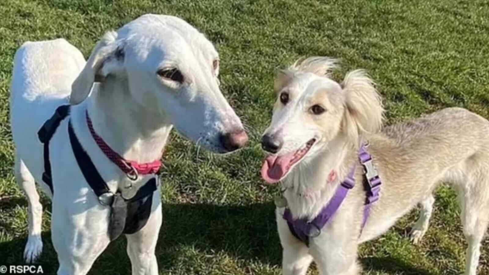 Dois cachorros em gramado