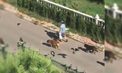 Mulher andando com animais na rua
