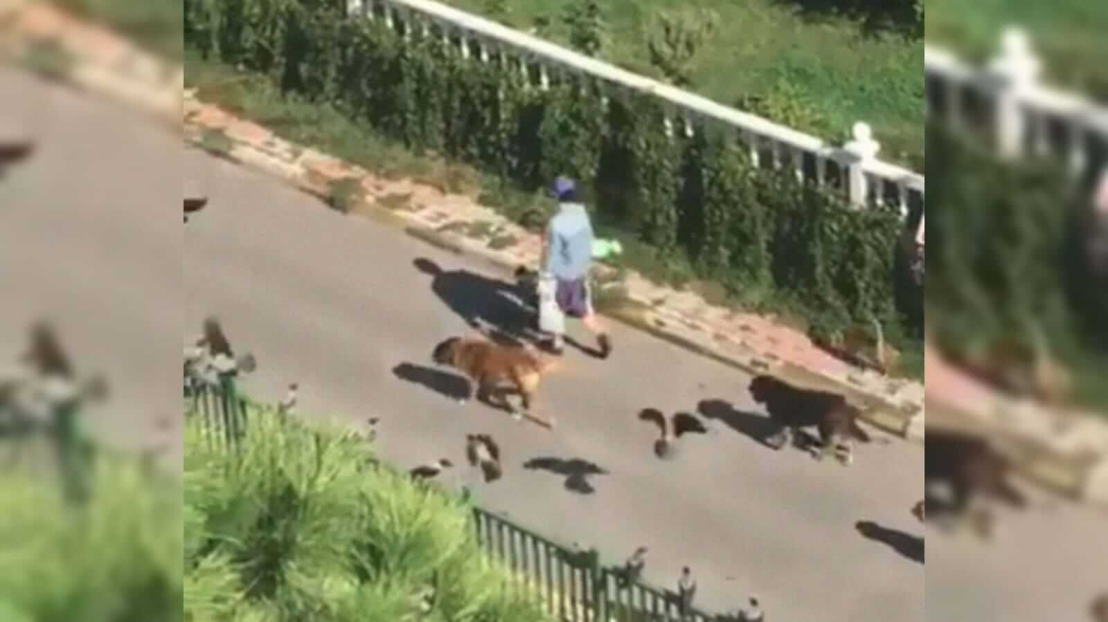 Mulher andando com animais na rua