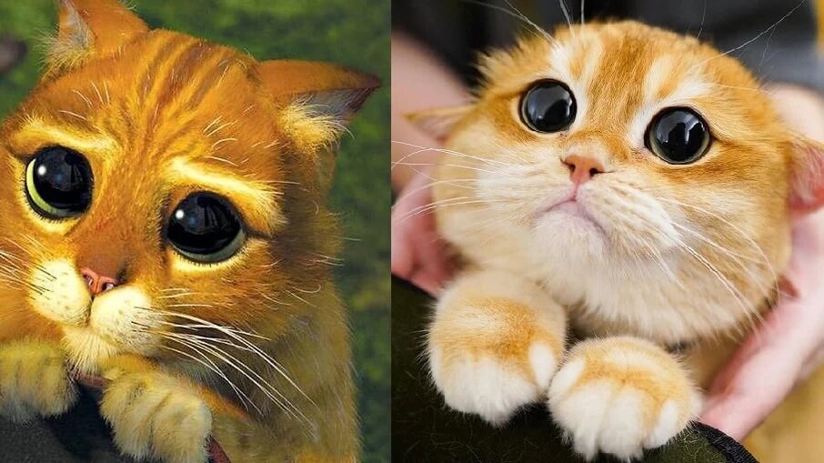 Gato de Botas e gato laranja