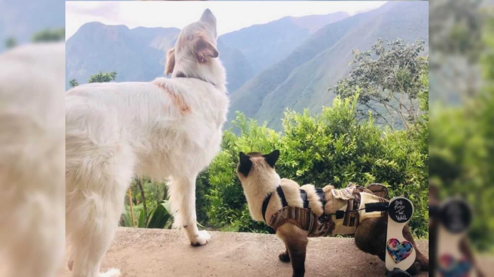 Cachorro e gato em pedra