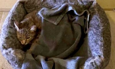 Gato em cama cinza e cobertor