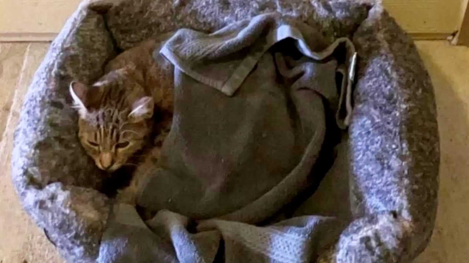 Gato em cama cinza e cobertor
