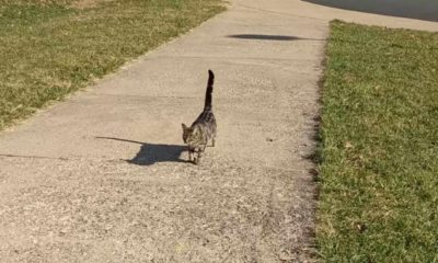 Gato caminhando em calçada
