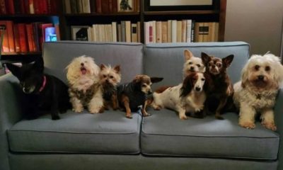 Cachorros em sofá
