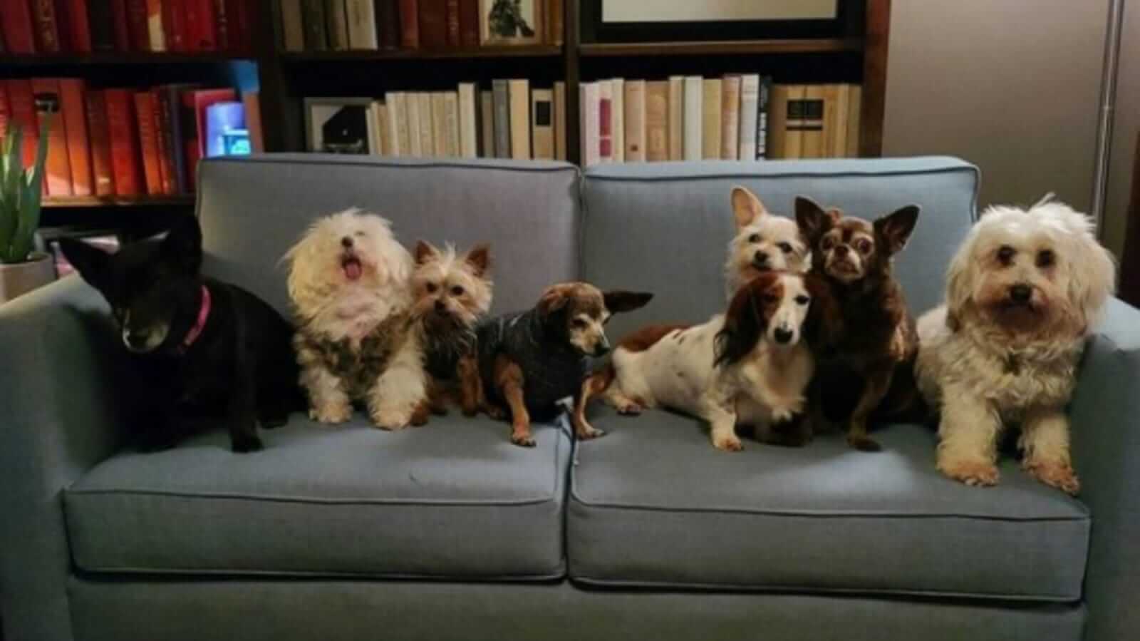 Cachorros em sofá