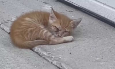 Gato deitado em calçada