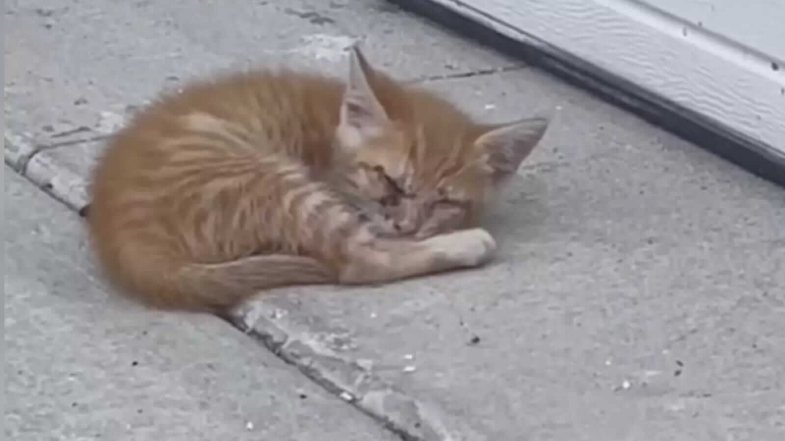 Gato deitado em calçada