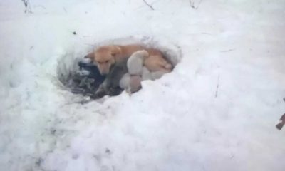 Cachorro e filhotes em buraco na neve