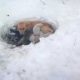 Cachorro e filhotes em buraco na neve