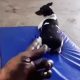 Cachorro sentado em tapete azul de mecânica