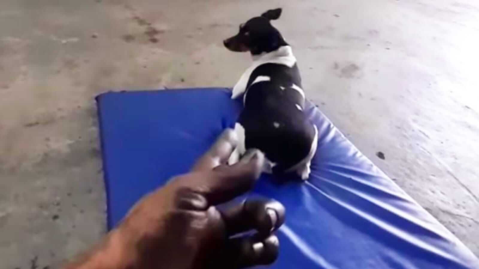 Cachorro sentado em tapete azul de mecânica