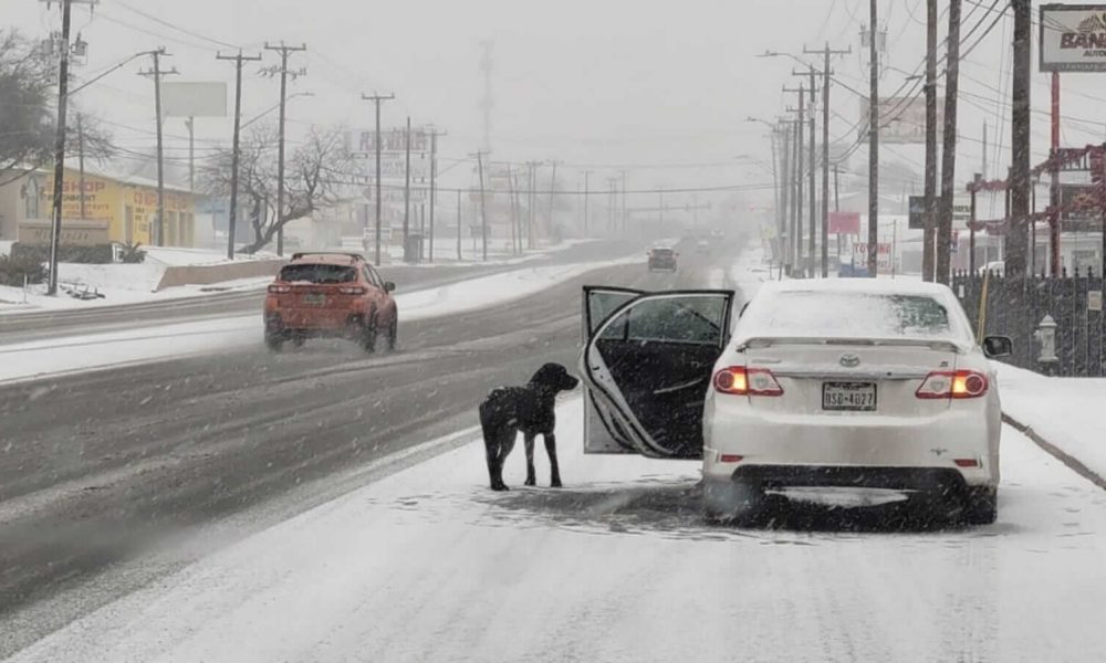 Cachorro na neve ao lado de carro