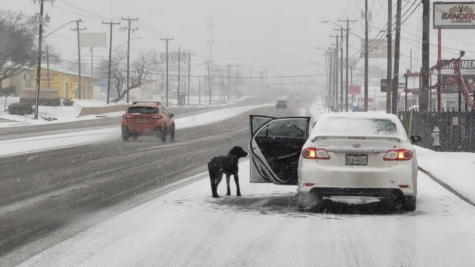 Cachorro na neve ao lado de carro