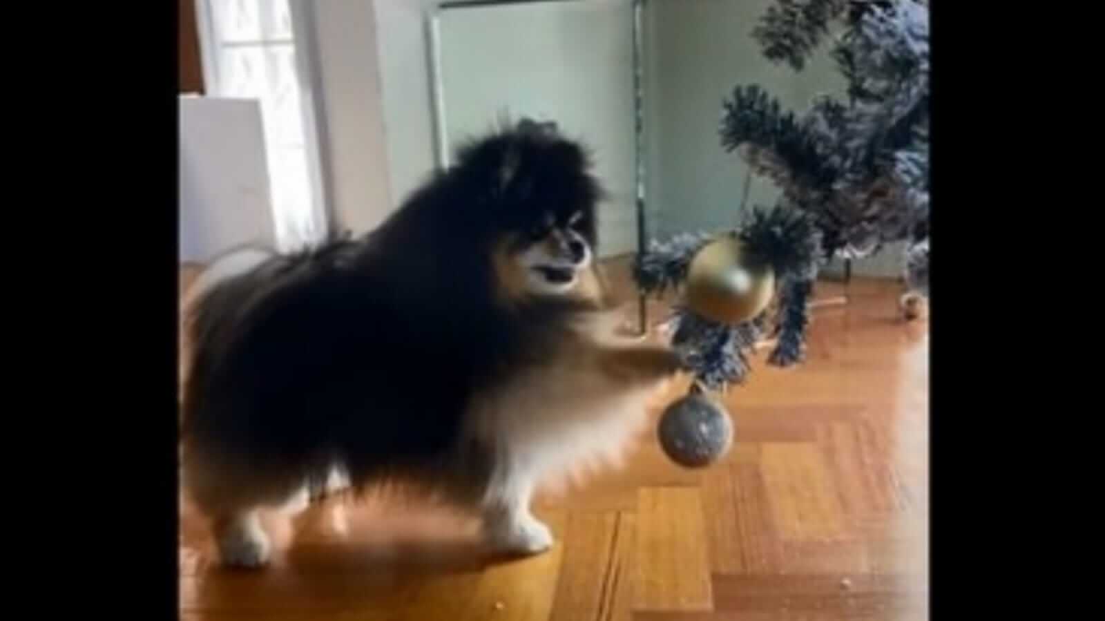 Cachorro brincando com árvore de Natal