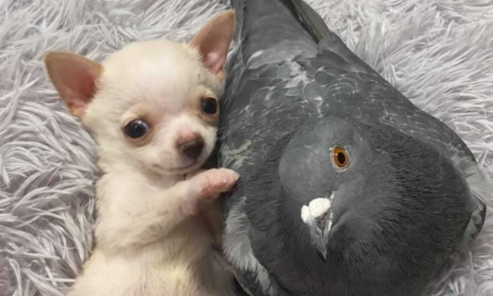 Cachorro e pombo