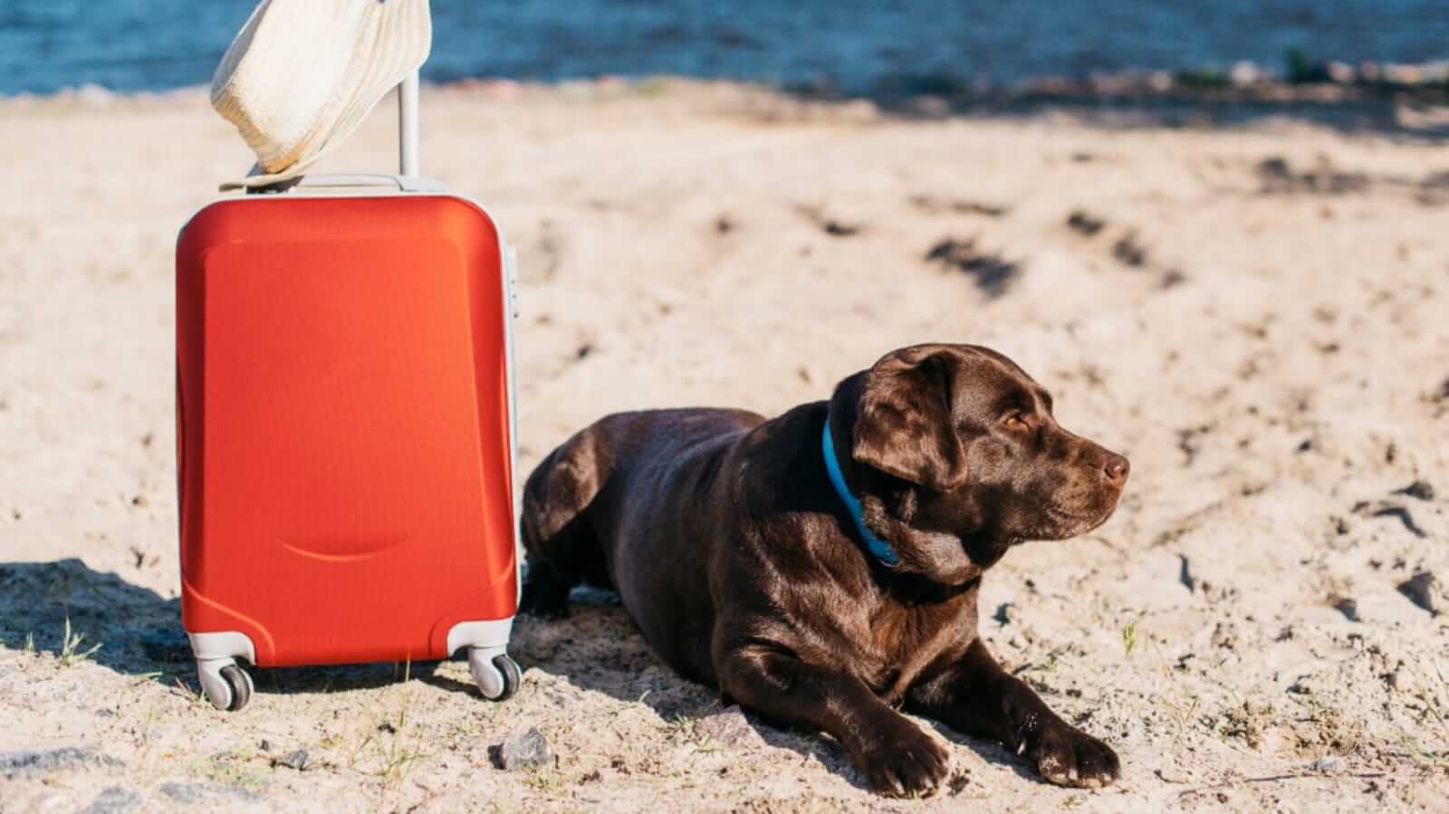 Cachorro ao lado de mala na praia