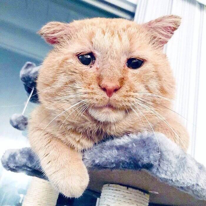 Conheça o “gato mais triste do mundo”