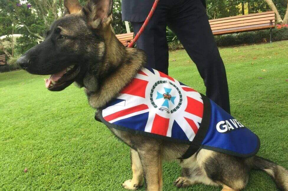 Cachorro é reprovado em treinamento policial por ser muito... bonzinho