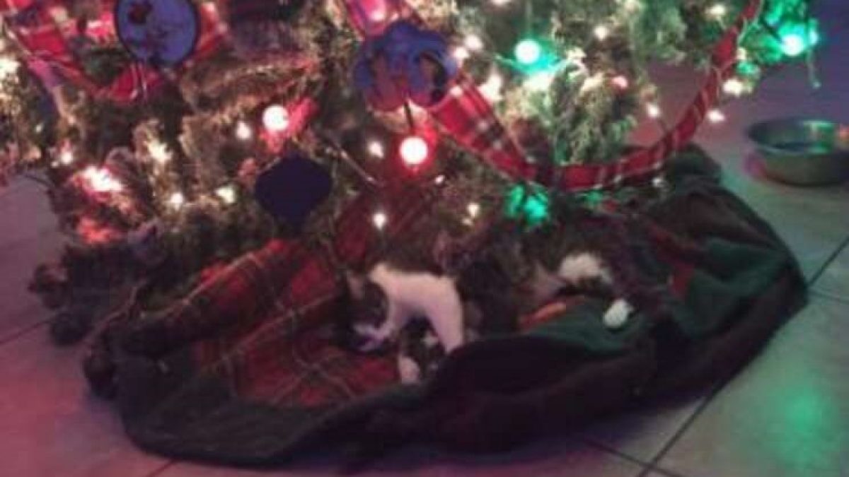 Gata grávida tem seus gatinhos bem embaixo da árvore de Natal da família