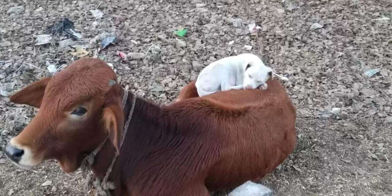Cachorro dormindo em cima de vaca