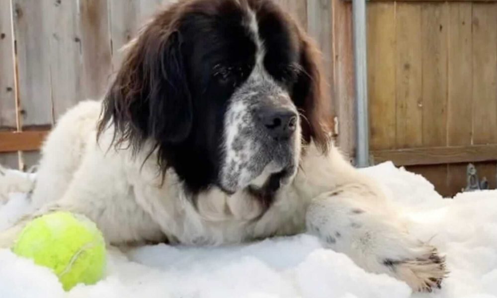 Cachorro com bolinha de tênis em monte de neve