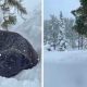 Resgate de cachorro na neve
