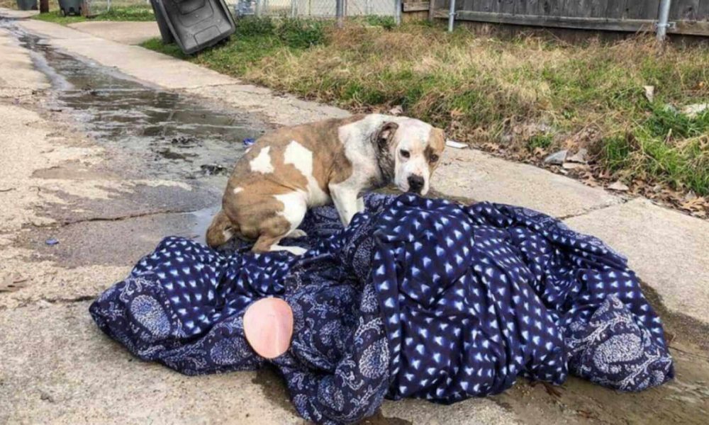 Cachorro deitado em cobertor na rua