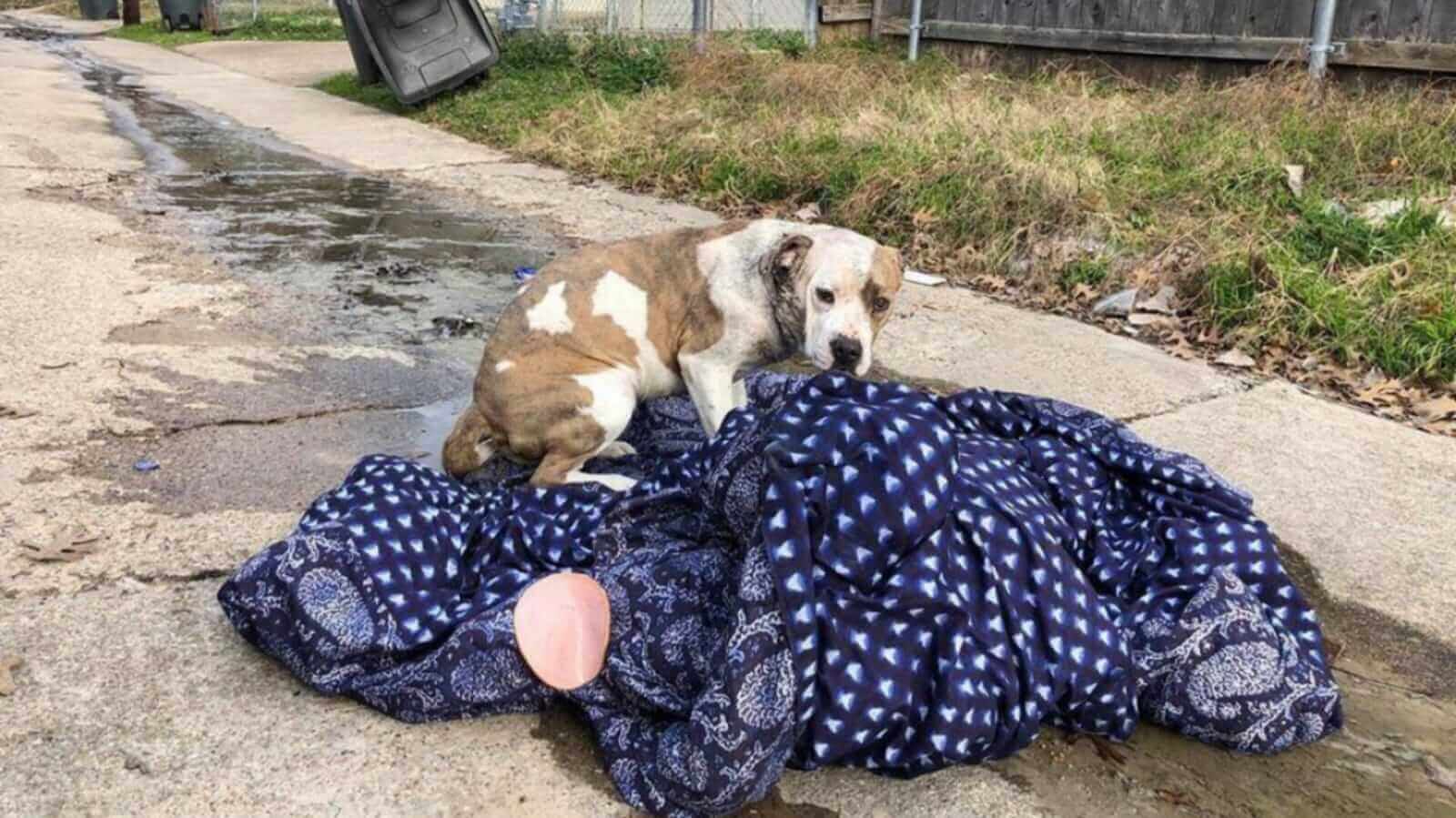 Cachorro deitado em cobertor na rua