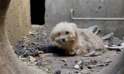 Cachorro dentro de duto de concreto