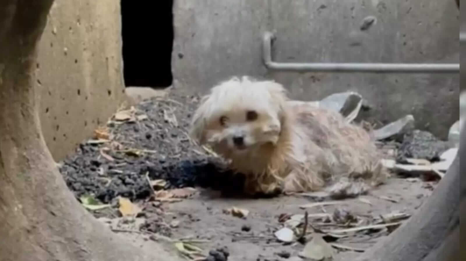 Cachorro dentro de duto de concreto