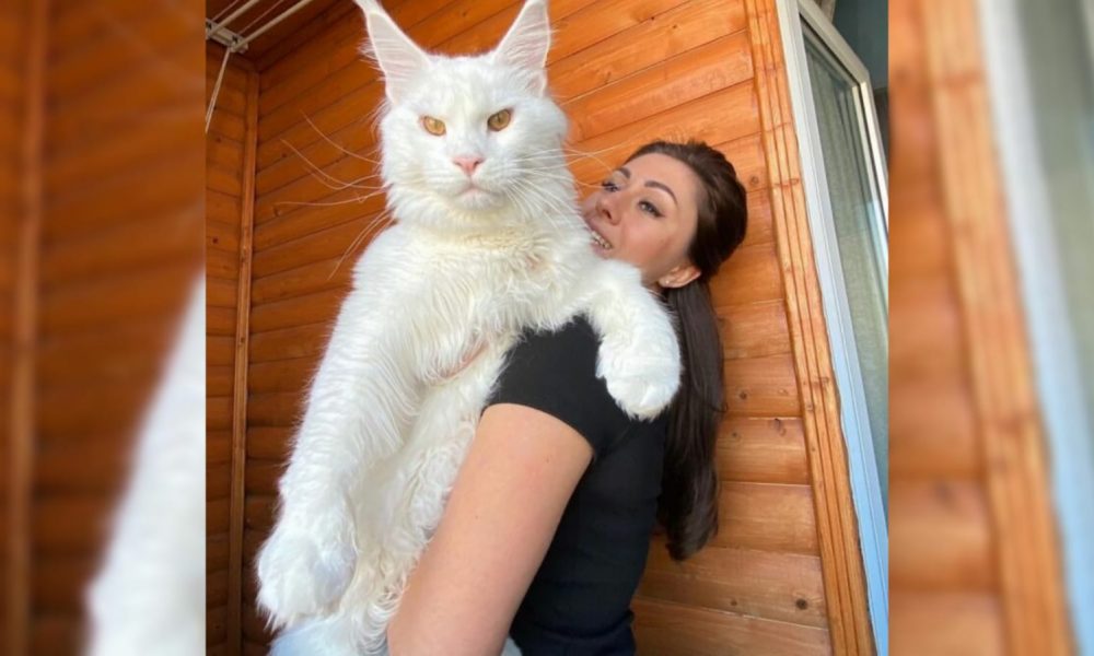 Conheça Kefir, o gato gigante que 'quebrou' a internet