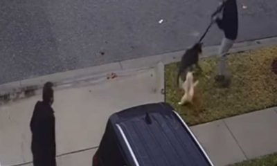 Imagem de câmera de segurança mostrando gato brigando com cachorro