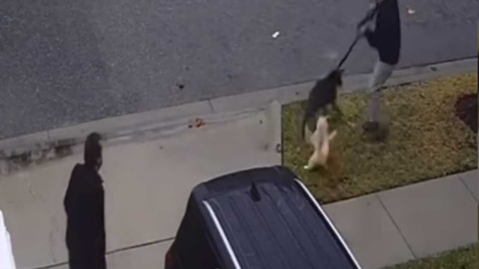 Imagem de câmera de segurança mostrando gato brigando com cachorro