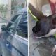 Policial salvando cachorro preso dentro de carro