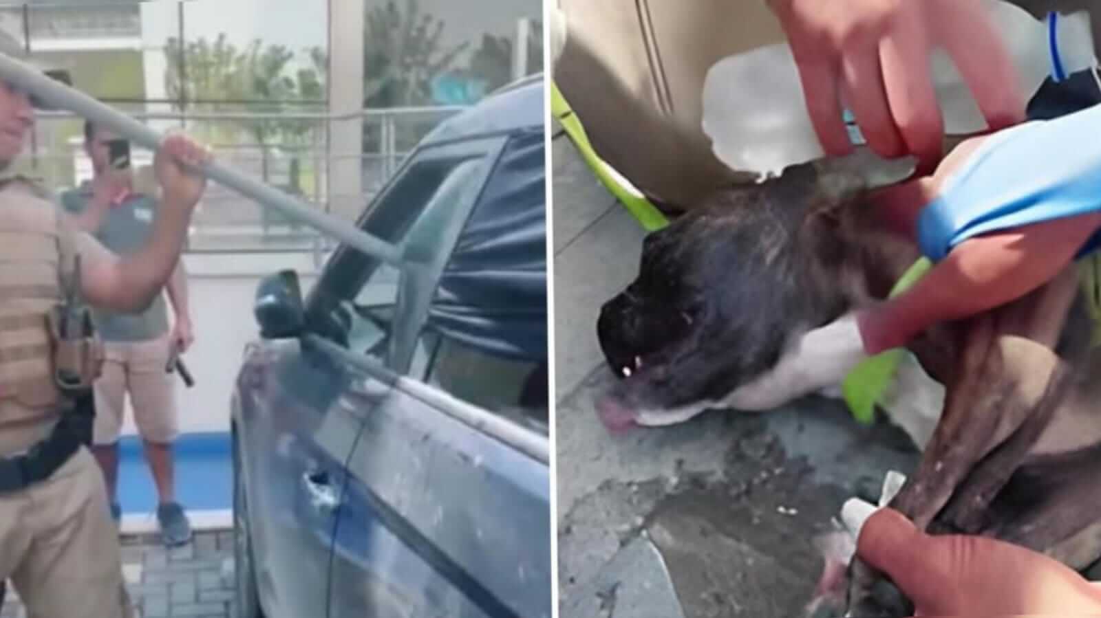 Policial salvando cachorro preso dentro de carro