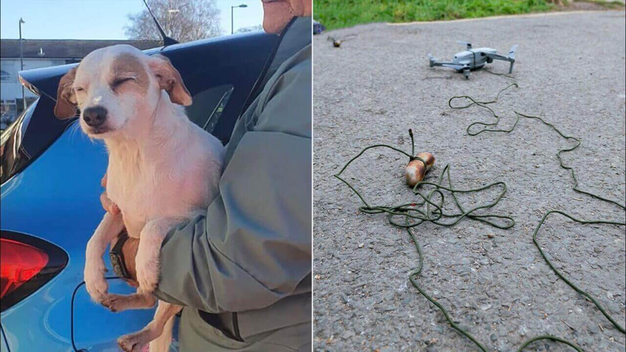 Cachorro resgatado e foto de drone com salsicha