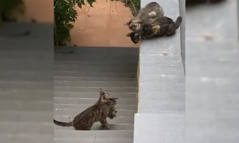 Grupo de gatos em telhado