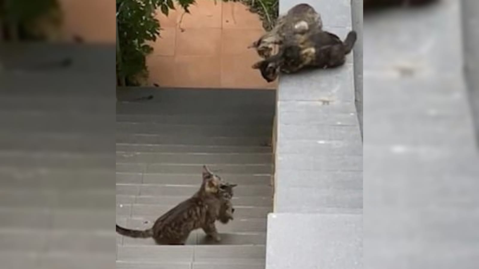Grupo de gatos em telhado