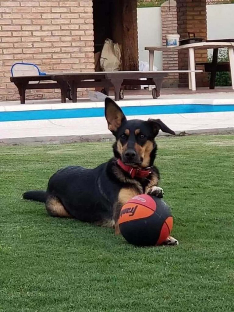 Cachorro em gramado com bola