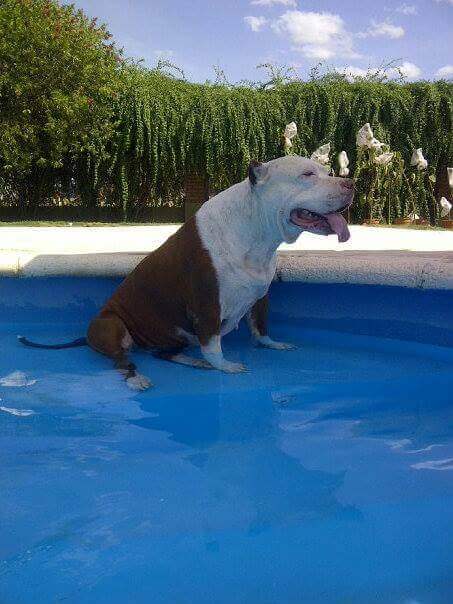 Cachorro em piscina