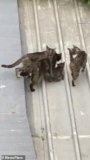Pais & Filhos - Ajude este gatinho a chegar no telhado 🥰🙀