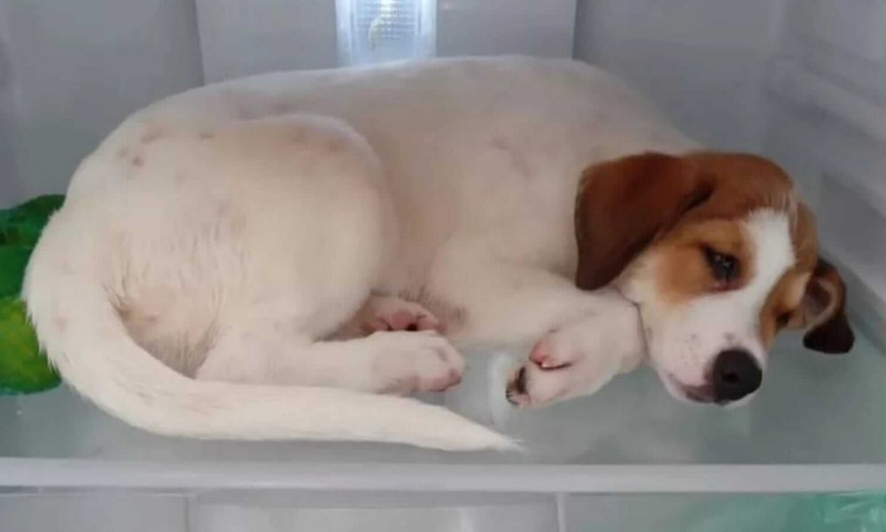 Cachorro deitado dentro de geladeira