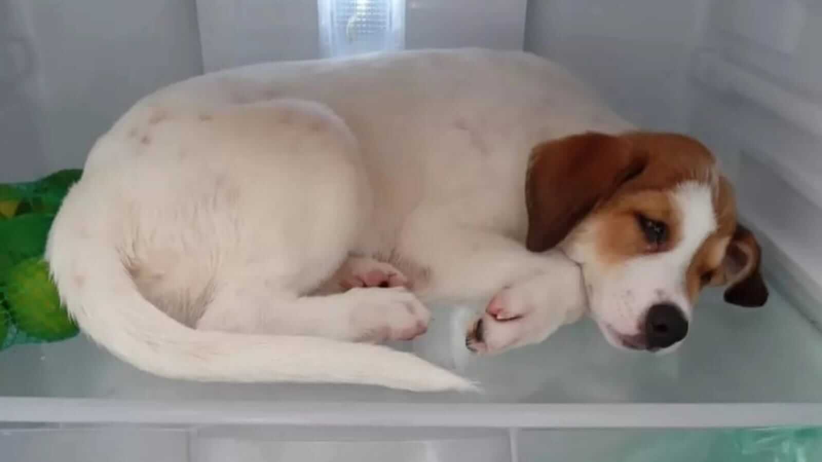 Cachorro deitado dentro de geladeira