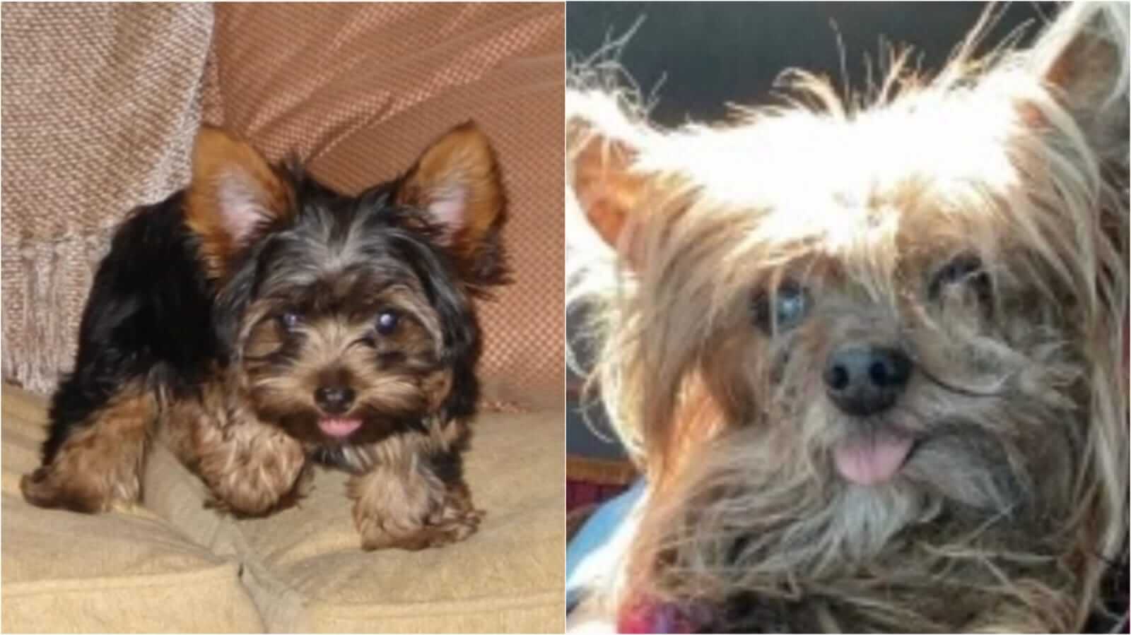 Cachorro antes e depois