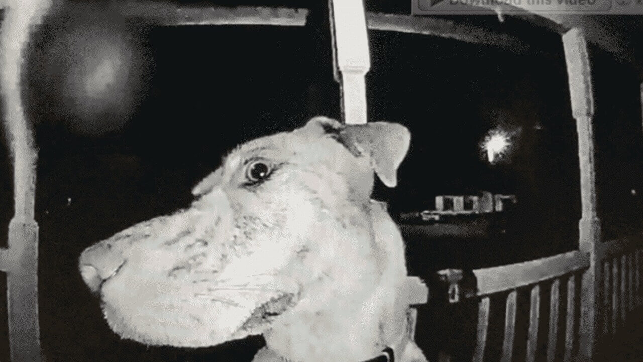 Imagem de cachorro em câmera de porta