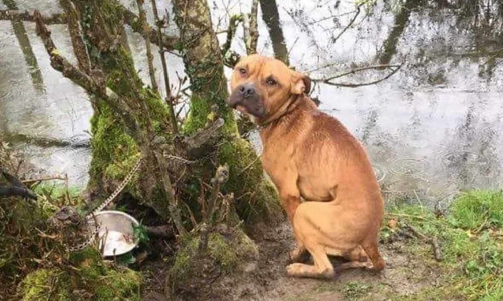 Cachorro pitbull acorrentado em árvore